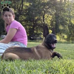 Montana, Belgian Malinois Puppy