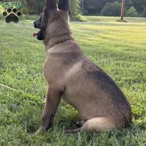 Montana, Belgian Malinois Puppy