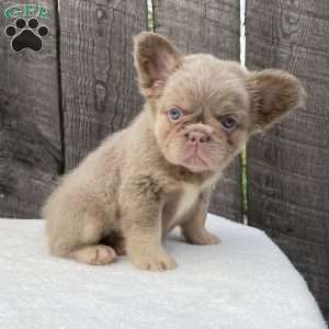 Sugar, French Bulldog Puppy