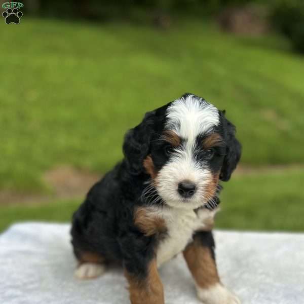 Koda, Mini Bernedoodle Puppy