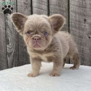 Sugar, French Bulldog Puppy