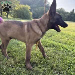 Montana, Belgian Malinois Puppy