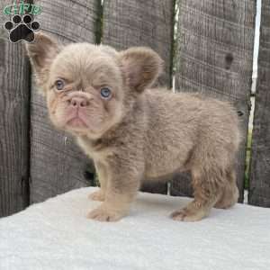 Sugar, French Bulldog Puppy