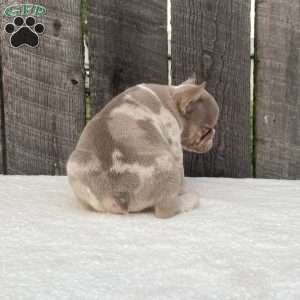 Bandit, French Bulldog Puppy