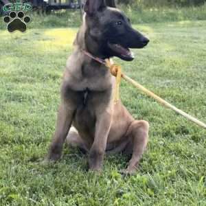 Montana, Belgian Malinois Puppy