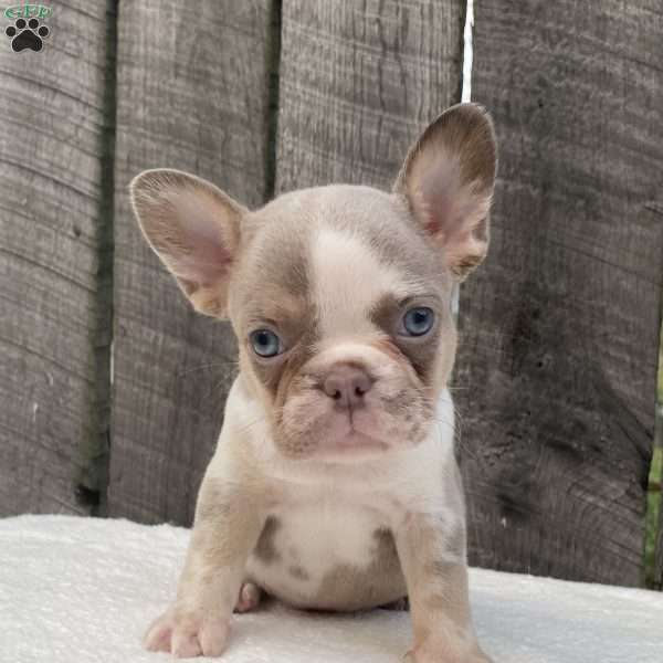 Bandit, French Bulldog Puppy