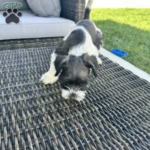 Vaquita, Miniature Schnauzer Puppy