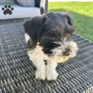 Vaquita, Miniature Schnauzer Puppy