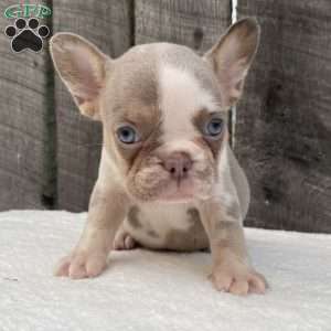 Bandit, French Bulldog Puppy