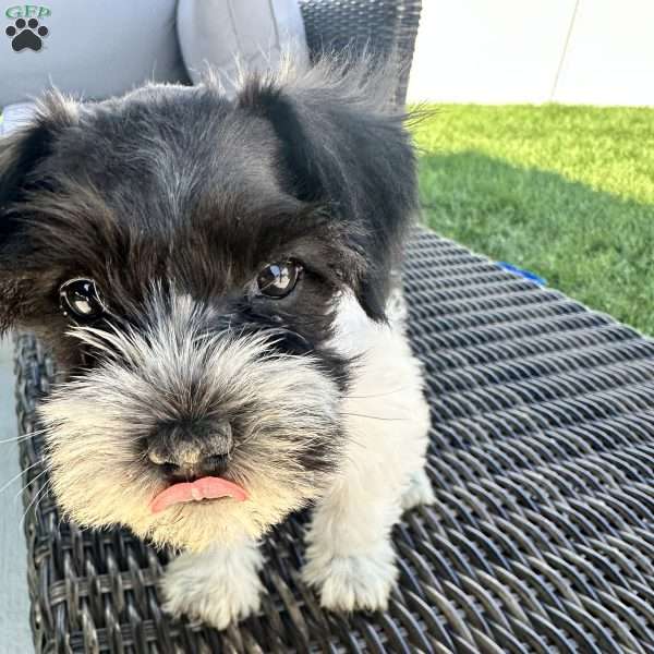 Vaquita, Miniature Schnauzer Puppy