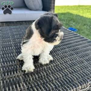 Vaquita, Miniature Schnauzer Puppy