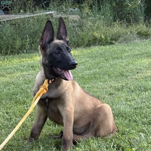 Montana, Belgian Malinois Puppy