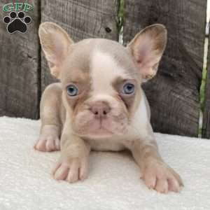 Bandit, French Bulldog Puppy