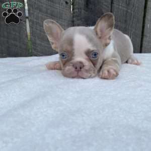 Bandit, French Bulldog Puppy