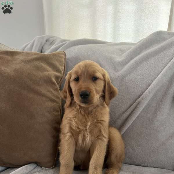 Gracie, Golden Retriever Puppy