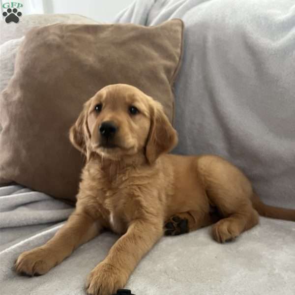 Brisket, Golden Retriever Puppy