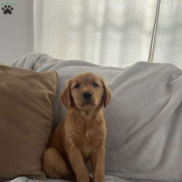 Forrest, Golden Retriever Puppy