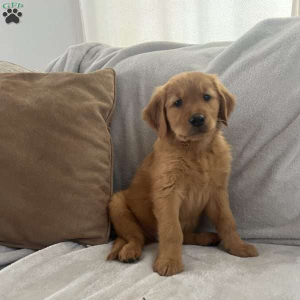 Brooks, Golden Retriever Puppy