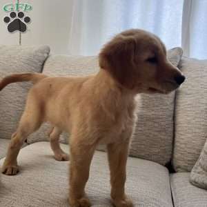 Cleopatra, Golden Retriever Puppy