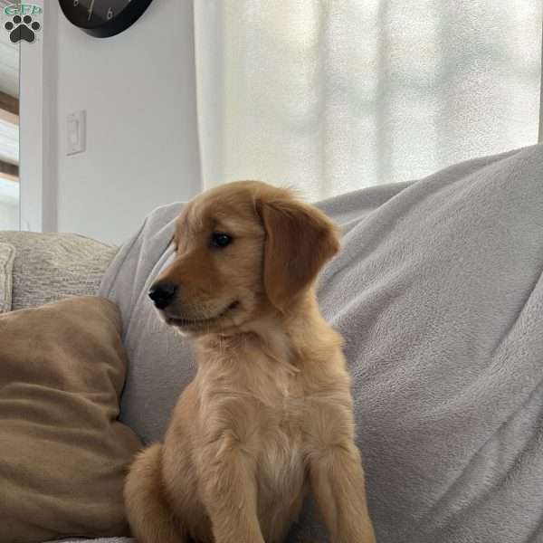 Cleopatra, Golden Retriever Puppy
