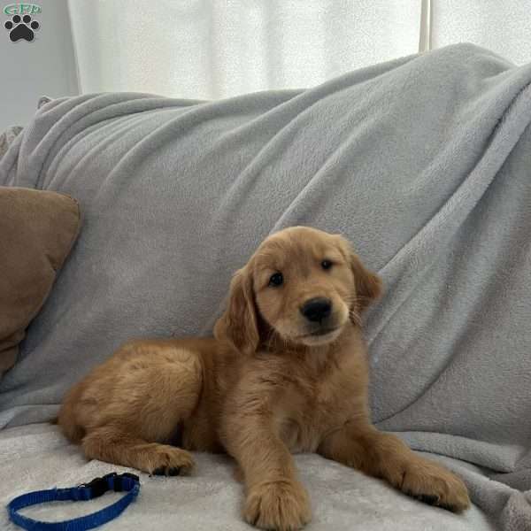 Joey, Golden Retriever Puppy