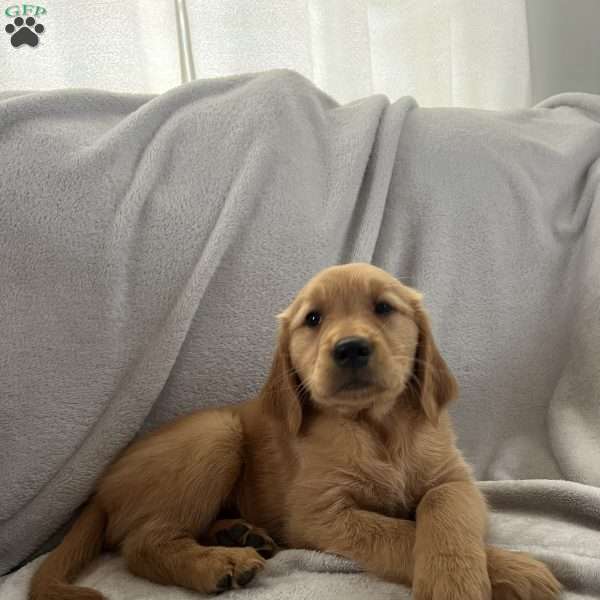 Dexter, Golden Retriever Puppy