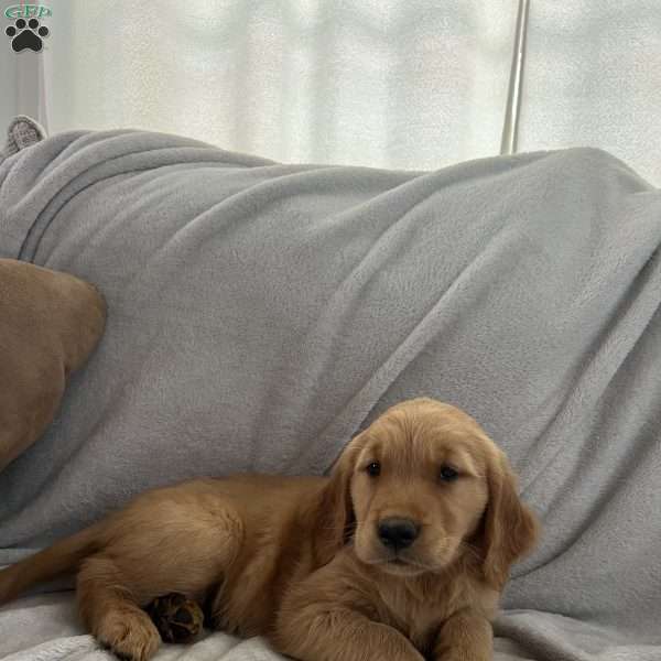 Buster, Golden Retriever Puppy