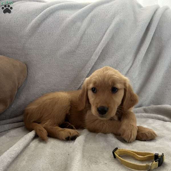 Sunny, Golden Retriever Puppy