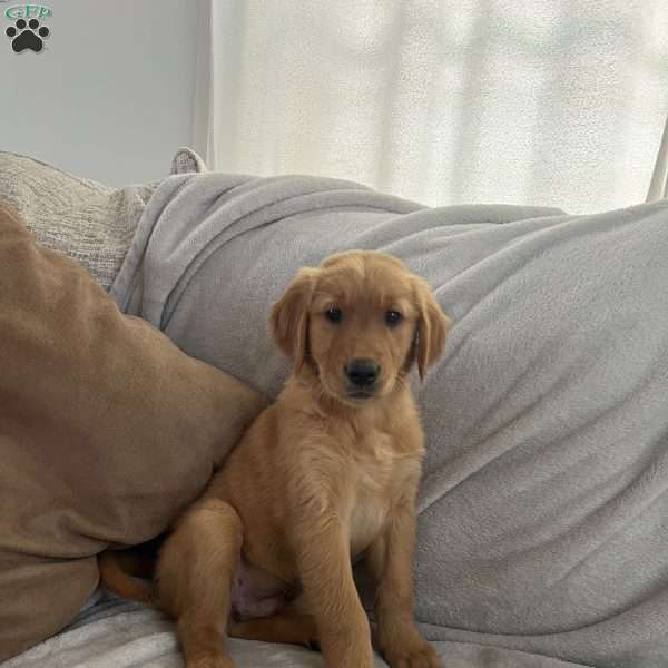 Madden, Golden Retriever Puppy