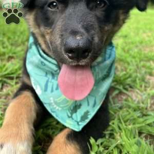 Aladdin, Australian Shepherd Puppy