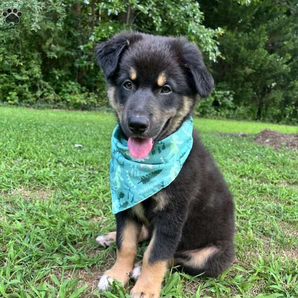 Aladdin, Australian Shepherd Puppy