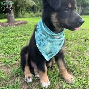 Aladdin, Australian Shepherd Puppy