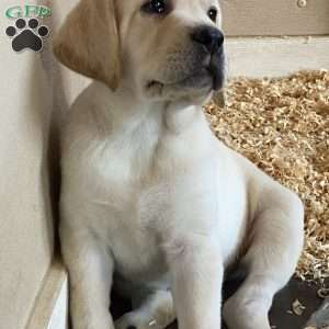 Pink (Floyd), Yellow Labrador Retriever Puppy