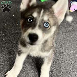 Ava, Siberian Husky Puppy