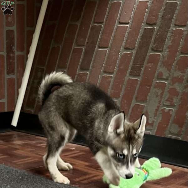 Ava, Siberian Husky Puppy