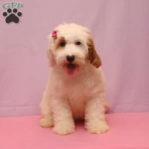 Kelly, Cockapoo Puppy