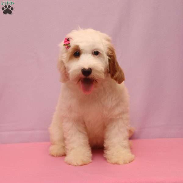 Kelly, Cockapoo Puppy