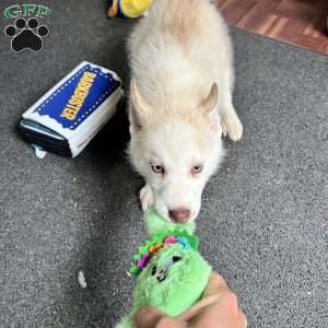 Sammy, Siberian Husky Puppy