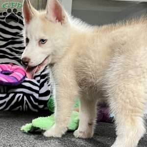 Sammy, Siberian Husky Puppy