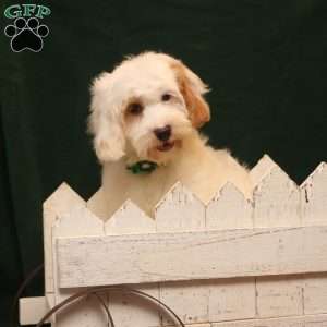 Kelly, Cockapoo Puppy