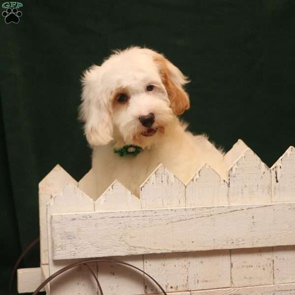 Kelly, Cockapoo Puppy