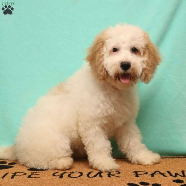 Keisha, Cockapoo Puppy