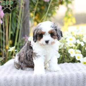 Riley, Cavapoo Puppy