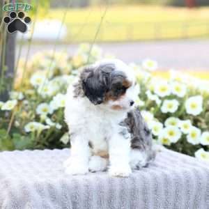 Riley, Cavapoo Puppy
