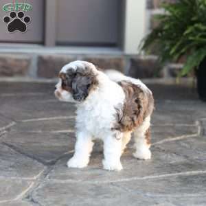Riley, Cavapoo Puppy
