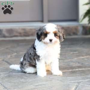 Riley, Cavapoo Puppy