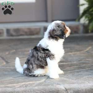 Riley, Cavapoo Puppy