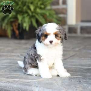 Riley, Cavapoo Puppy