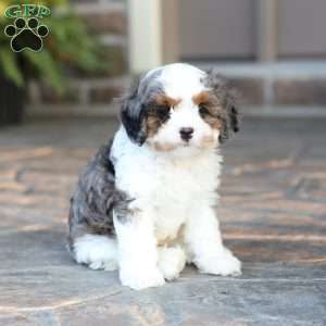 Riley, Cavapoo Puppy