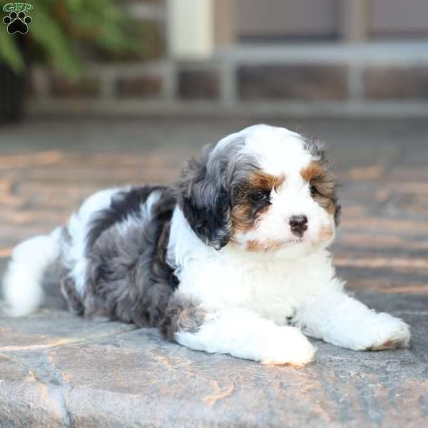 Riley, Cavapoo Puppy